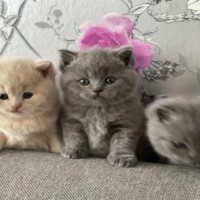 cute british shorthair kittens